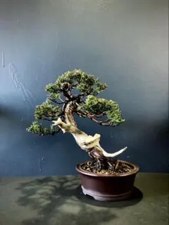 2026年最新】盆栽 真柏の人気アイテム - メルカリ