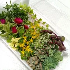 多肉植物セット（セダムカット苗 色とりどり 10〜15品種❤️初心者様向け