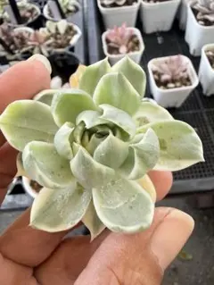 2026年最新】多肉植物 マリア錦の人気アイテム - メルカリ