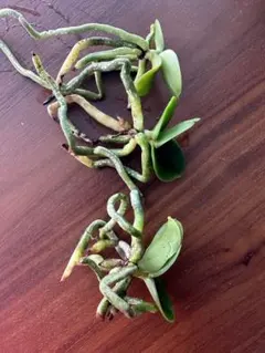 2025年最新】名護蘭 明丸の人気アイテム - メルカリ