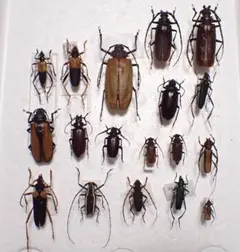 2026年最新】カミキリ 標本の人気アイテム - メルカリ