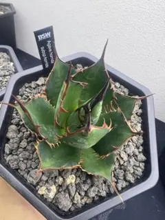 アガベ ホリダ Agave horrida 多肉植物　優良株のサムネイル