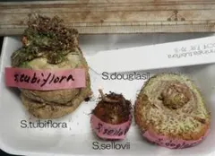 あろえ様 リクエスト 3点 まとめ商品