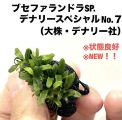 ◇特◇ブセファランドラSP.クダガンミニラウンド（大盛り石付き） #ブ