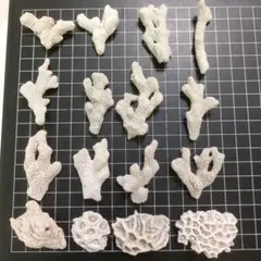 珊瑚 工作素材