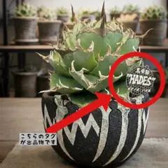 2026年最新】アガベ 鉢の人気アイテム - メルカリ