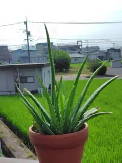 アロエ 観葉植物 多肉植物 鉢植えのサムネイル