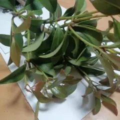 白式部 シロシキブの実から発芽した充実抜き苗 2年目と3年目 各1本ずつ