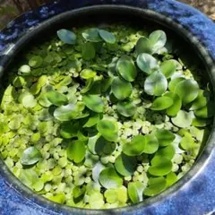 （美品・値下げ）水草・ドアーフアマゾンフロッグピット　15株