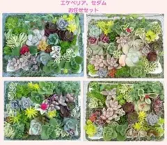 2026年最新】多肉 エケベリア セットの人気アイテム - メルカリ