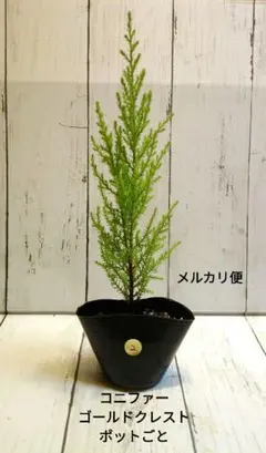 コニファー　ゴールドクレスト②　ポットごと　メルカリ便のサムネイル