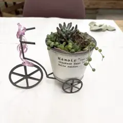 2026年最新】多肉植物自転車寄せ植えの人気アイテム - メルカリ