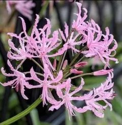 2026年最新】ネリネ ダイヤモンドリリーの人気アイテム - メルカリ