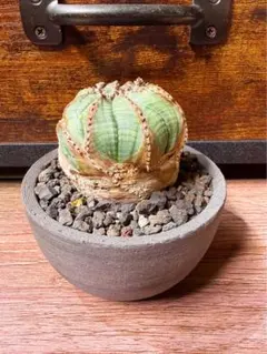 2025年最新】オベサの人気アイテム - メルカリ