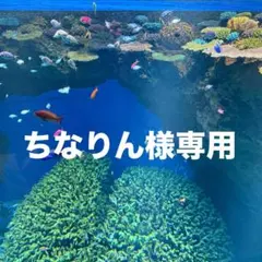 【正規品】ラブブ イニシャル pin for love「C」