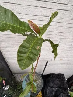 カシューナッツ苗⭐︎鉢植え⭐︎熱帯果樹のサムネイル