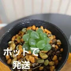 【C美窓、ポットのまま発送】ハオルチア　オブツーサ　苗のサムネイル