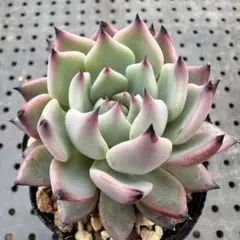 多肉植物　紫紺の矢　ミックスベリア　おらいさん苗　札なし