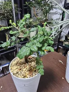 ボスウェリア サクラ 塊根植物 コーデックスのサムネイル