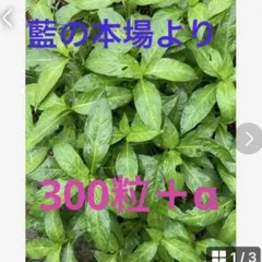 藍の本場より　藍のタネ３００粒＋α