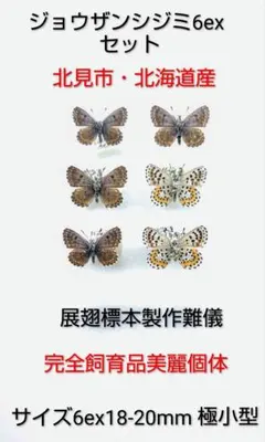 2026年最新】蝶 標本の人気アイテム - メルカリ