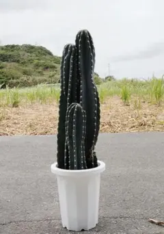 2026年最新】柱サボテンの人気アイテム - メルカリ