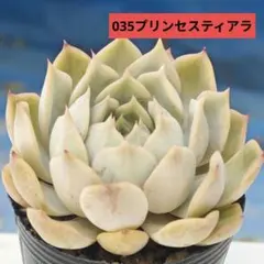 ミックスベリア ピーチック おらいさん 抜き苗 多肉植物 - メルカリ