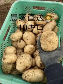 新じゃがいも10キロ訳ありのサムネイル