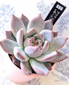 2025年最新】ホーリンゼの人気アイテム - メルカリ