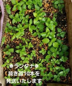 植物　花苗　ランタナ　根つき抜き苗.10本を発送のサムネイル