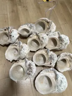 夜光貝 ヤコウ貝 まとめ売り 17個 約15kg アクセサリー ルアー - メルカリ
