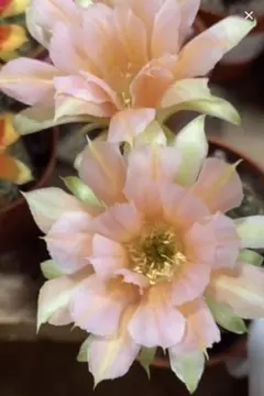 虹ノ島 新品種花サボテン エキノプシス属 群開花 複色咲 カキコ - メルカリ