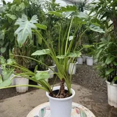 2026年最新】レアフィロデンドロンの人気アイテム - メルカリ