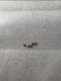 えみ様 リクエスト 2点 まとめ商品