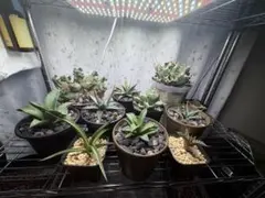 植物育成棚】IKEAラック×GEXパワーX 3基搭載（アガベ・塊根植物用