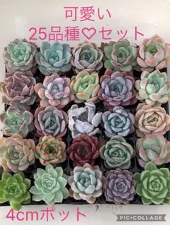 2026年最新】miyaさん苗の人気アイテム - メルカリ