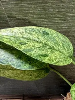 こてつ様専用❗️ エピプレムナム セブゴースト