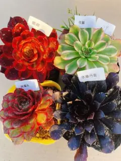 79 多肉植物 アエオニウム 抜き苗 4種セット