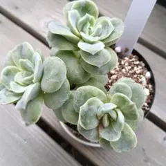 ❤️専用❤️✨メルカリ便✨❤️ラブリーローズ錦❤️        抜き苗⑤大特価セール♪ 2025年最新】ラブリーローズ錦の人気アイテム - メルカリ