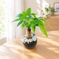 パキラ（31）観葉植物ハイドロカルチャーグラス付きインテリアグリーン