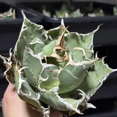 2026年最新】スーパーチタノタの人気アイテム - メルカリ