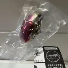 ランキフェルオオニジダイコクコガネ 乾燥標本 ラスト個体 - メルカリ