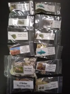 入門用お買い得セット 三葉虫やサメの歯、エイの棘等の12種類の化石の欠片セット