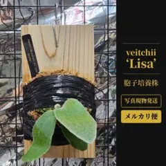 2026年最新】veitchi lisaの人気アイテム - メルカリ