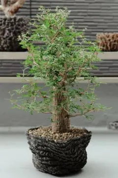 発芽確認済】ブルセラパラドクサ Bursera paradoxa 種子10粒 - メルカリ