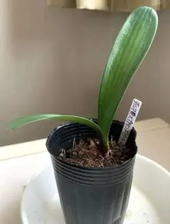 君子蘭 観葉植物 抜き苗 1株 オレンジ色の花 - メルカリ