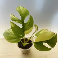 希少　ラフィドフォラテトラスペルマ　タイコンステレーション　カット苗　1 希少 ラフィドフォラテトラスペルマ タイコンステレーション