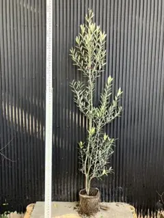 オリーブの木　モライオロ　8号　約140cm　K-397　現品掲載 オリーブの木 モライオロ 8号 約140cm K-397 現品掲載 - メルカリ