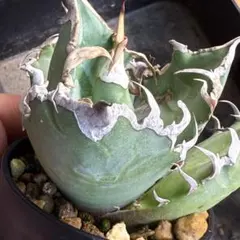 2025年最新】アガベ チタノタ シーザーの人気アイテム - メルカリ