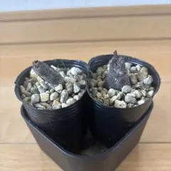 オペルクリカリア パキプス＿パワータンク（２個セット）